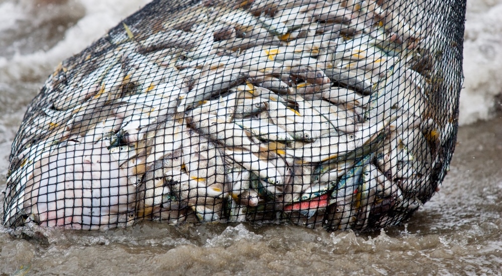 Sustainable Fishing